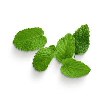 menta