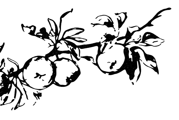 Il·lustració artística d'una branca de pomera, símbol de l'origen natural de Good Bio Foods